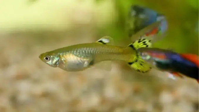 Why Is My Guppy Shaking? Strategies to Forestall & When to Search Care