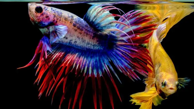 How Lots Do Betta Fish Eat? Concepts for Feeding Your Pet Fish