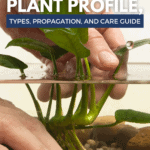 Plant Profile, Kinds, Propagation And Care Info