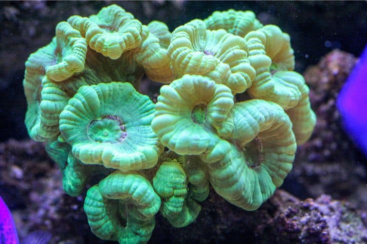 Best Coral For Nano Reef Tank